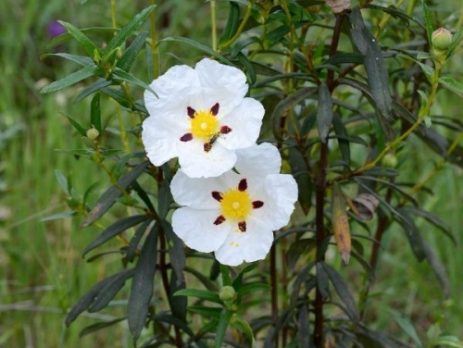 Cistus Ladanifer : Κίστος ή Λάδανο