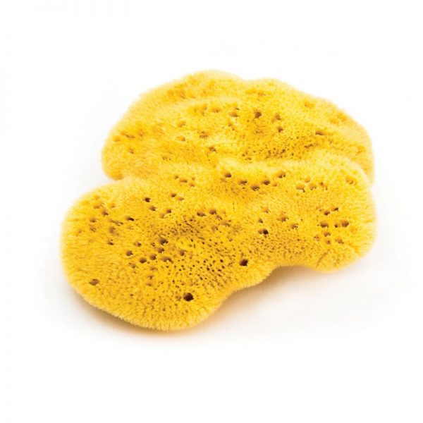 Natural Face Sea Sponge - Kalliston