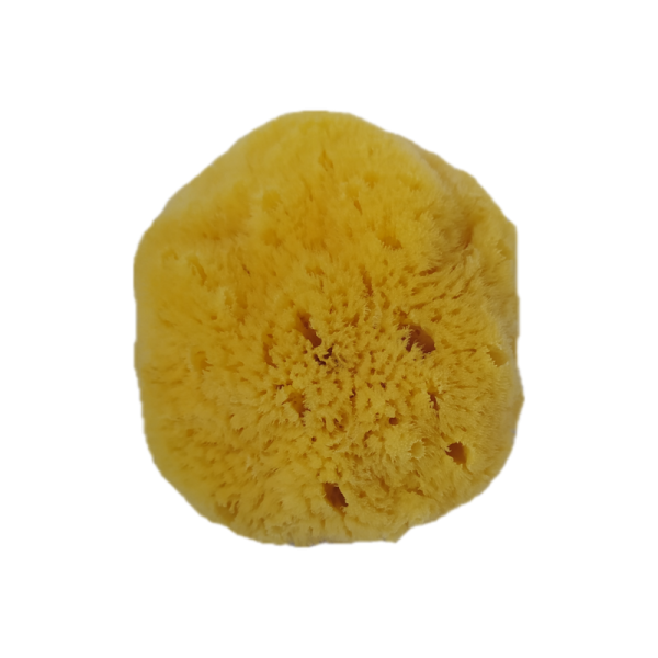 Sea Sponge Medium - Joy Sponge