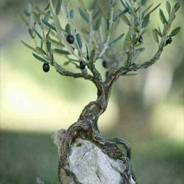 Φυσική Προστασία