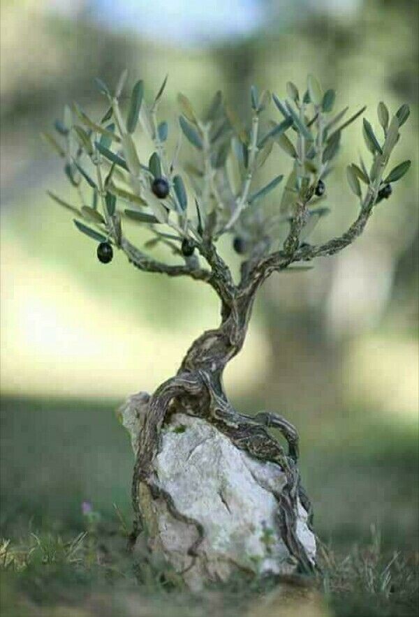 Φυσική Προστασία